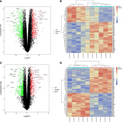 SHP-2-induced M2 polarization of tumor associated macrophages via IL-4 regulate colorectal cancer progression